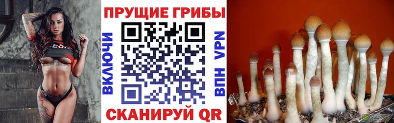 Псилоцибиновые грибы Cubensis  кракен онион  Харовск 